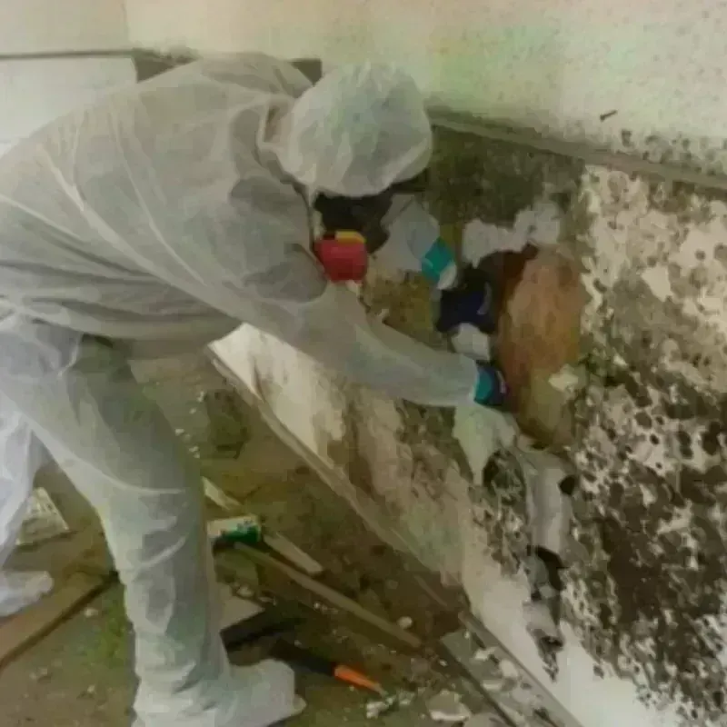 Mold Remediation and Removal in Belle Plaine, MN